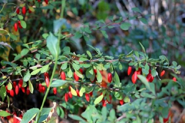 small berries