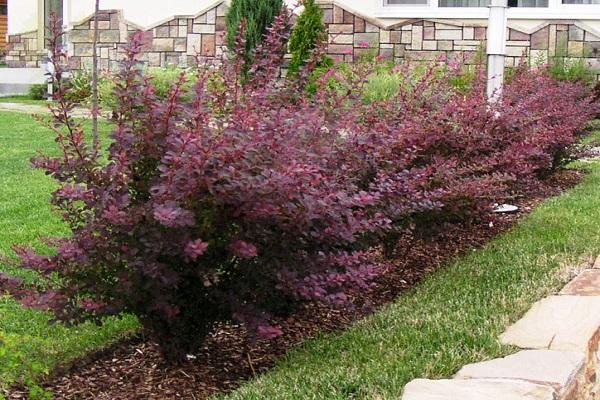 shrub with thorns