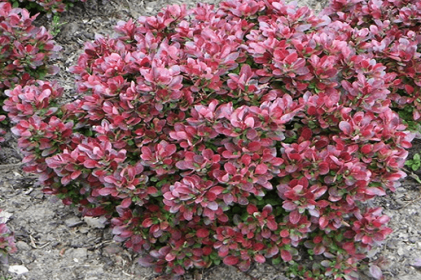 feuilles rouges