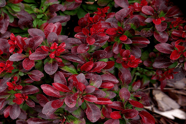 dwarf barberry