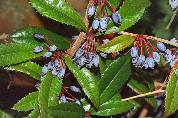 Juliana's barberry