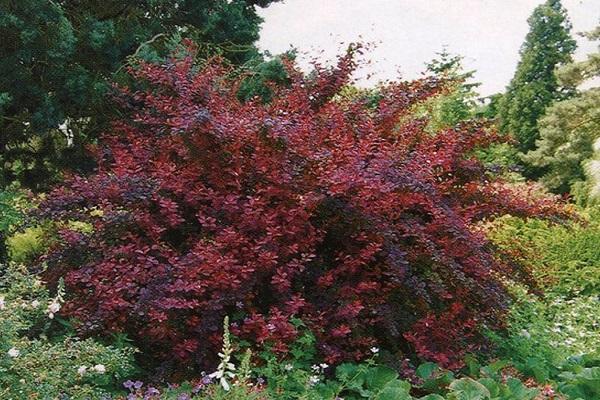 colored bush