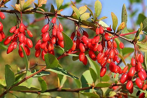 shrub barberry