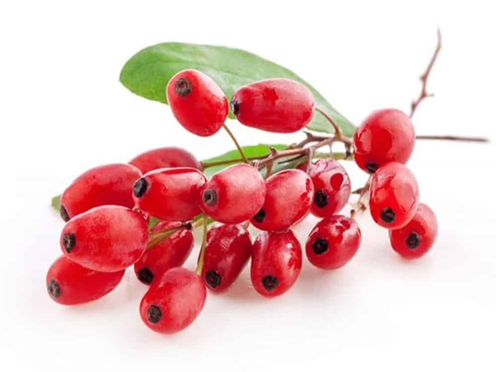 barberry medicinal properties