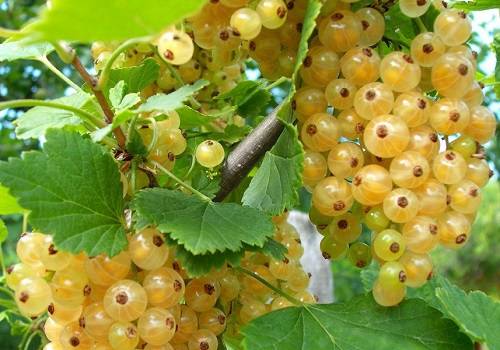 white currant