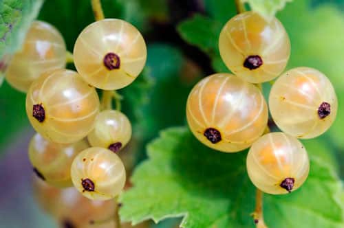 white currant