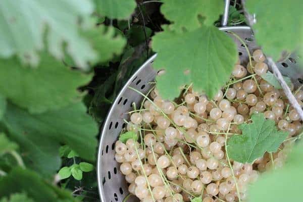 a bucket of berries