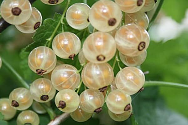 bolas de diamante