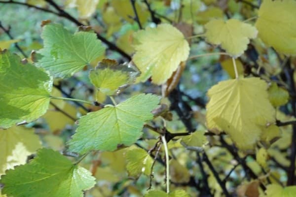 les feuilles jaunissent