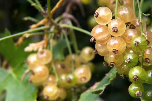 baie de fruit