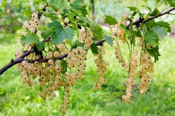 fruit plant