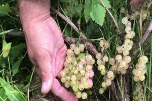 Descripción de las mejores variedades de grosellas blancas, plantación, cultivo y cuidado.