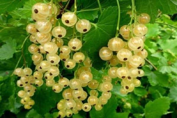 uvas blancas