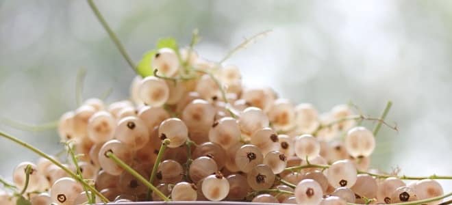 white currant