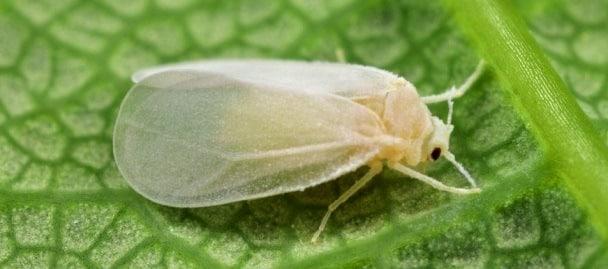 Mosca blanca cytrosov