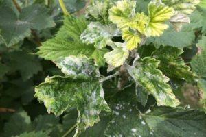 Causas de la floración blanca en las hojas de grosella, cómo procesar y qué hacer para el tratamiento.