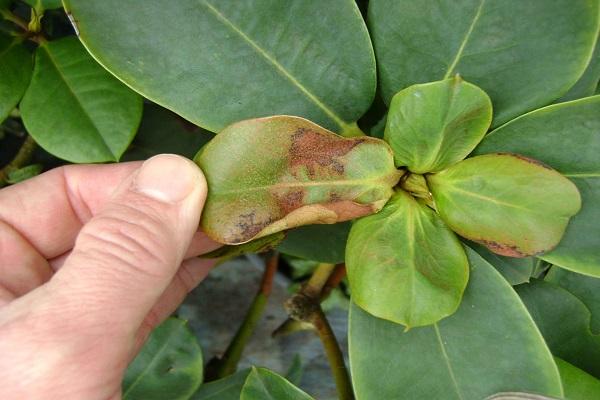 enfermedad de las plantas