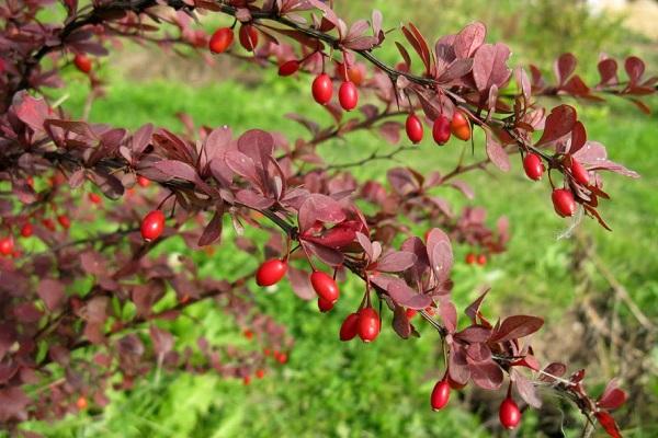 barberry berry