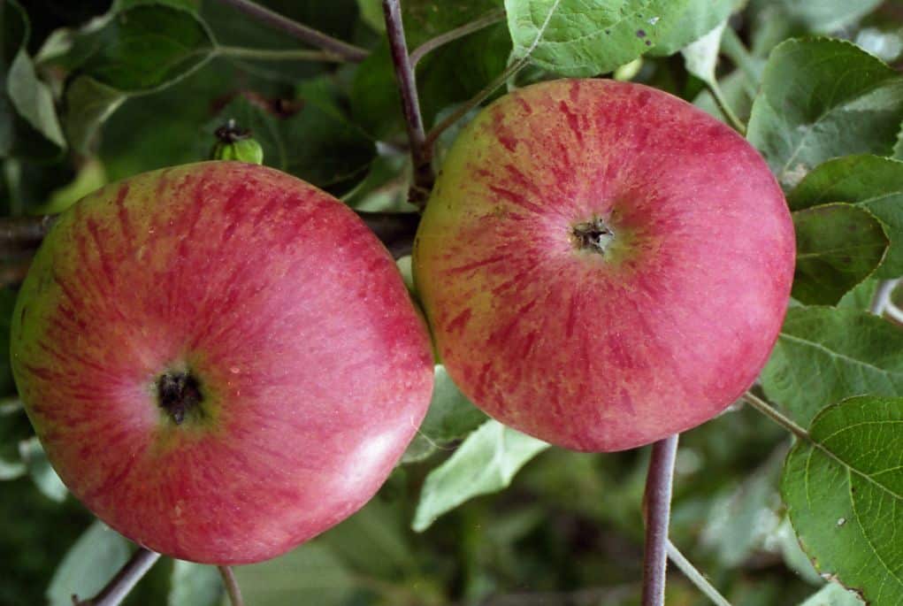 bolotovskoe apple tree