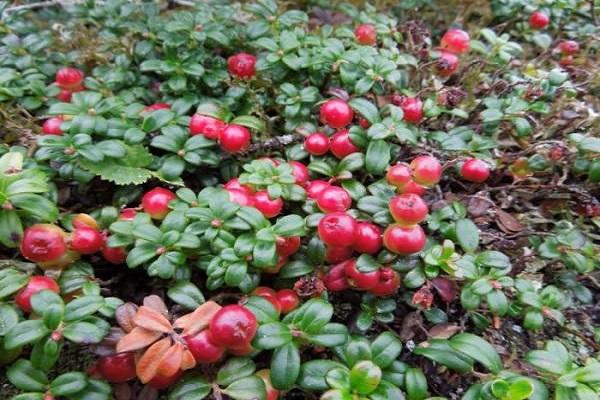 red berries