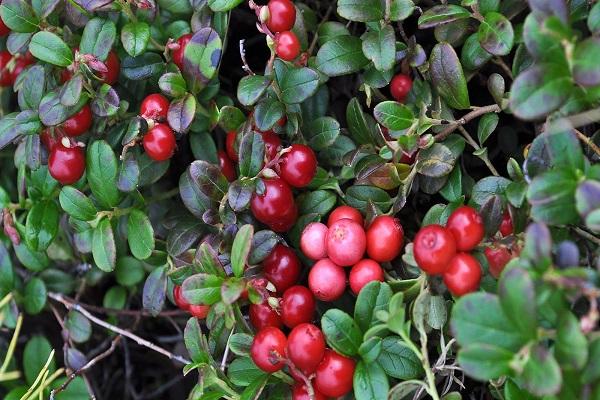 garden lingonberry