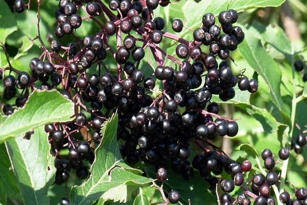 black berries