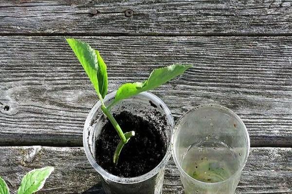 tasse de plante