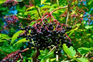 Planting and caring for elderberry, description of varieties, reproduction and cultivation