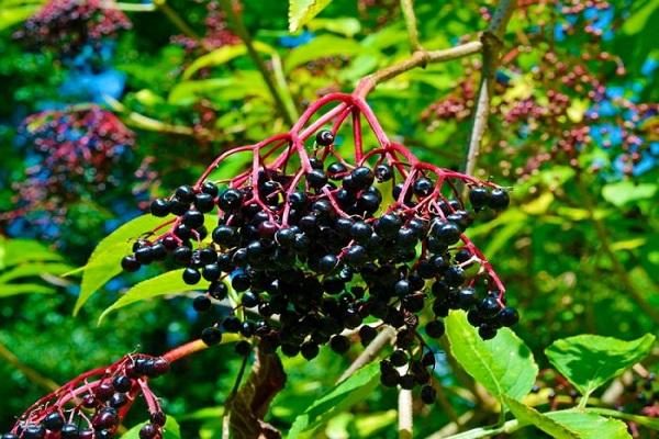 a bunch of elderberries