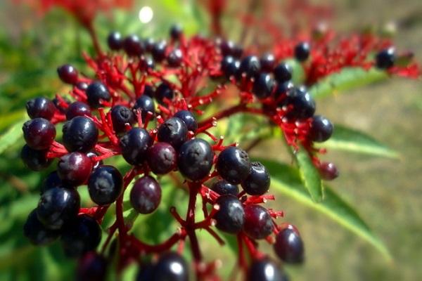 baie de fruit