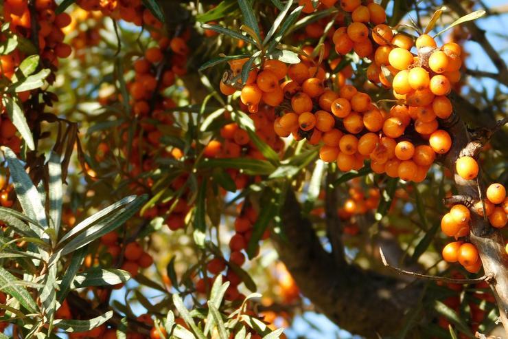 how to store sea buckthorn