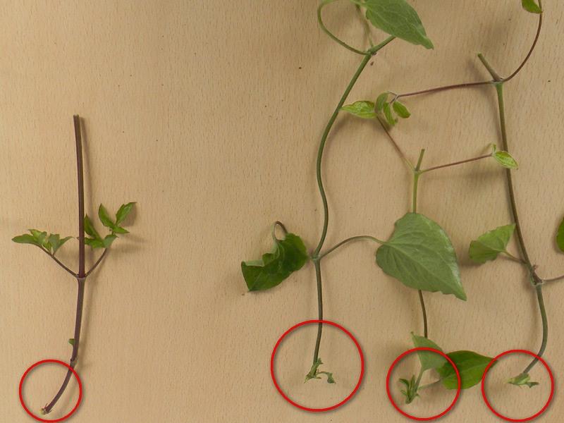 how to propagate clematis