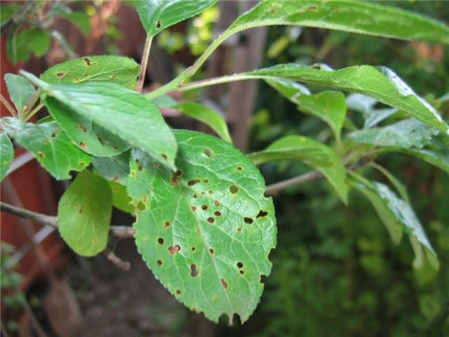 Clasterosporium bolest (perforirano mjesto) breskve