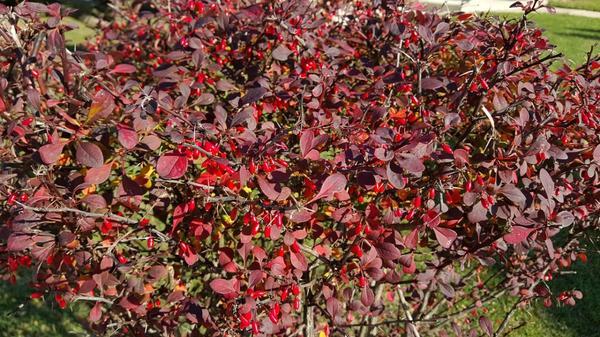 breeding barberry