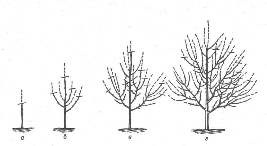 formación de corona de manzana