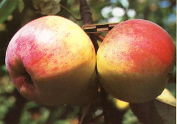 bolotovskoe apple tree