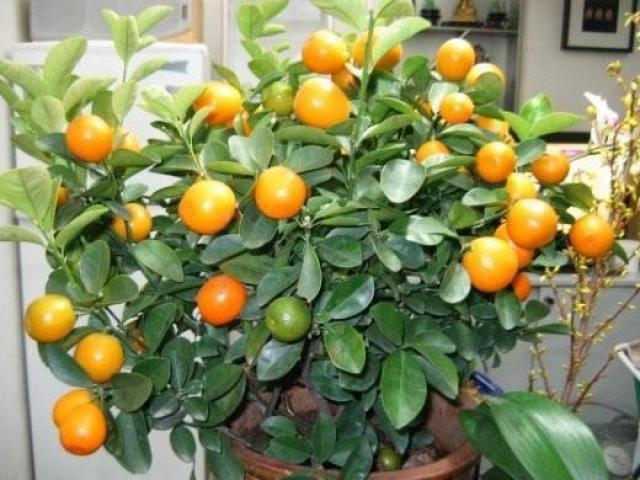 mandarina unshiu