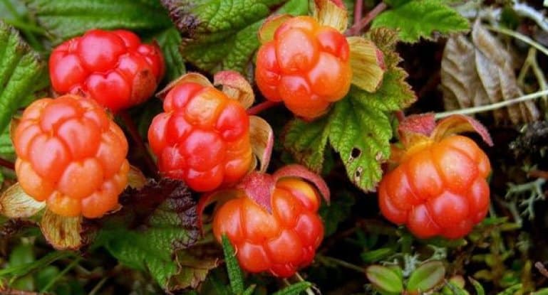 growing cloudberries