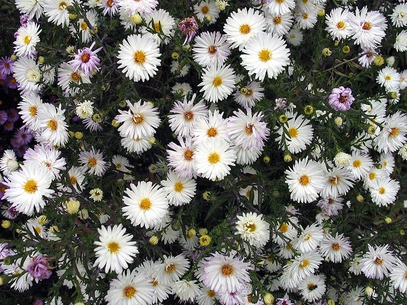 aster nuevo belga