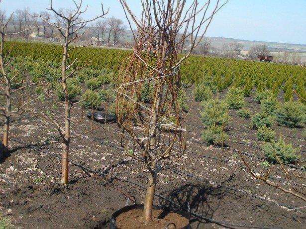 planting pear