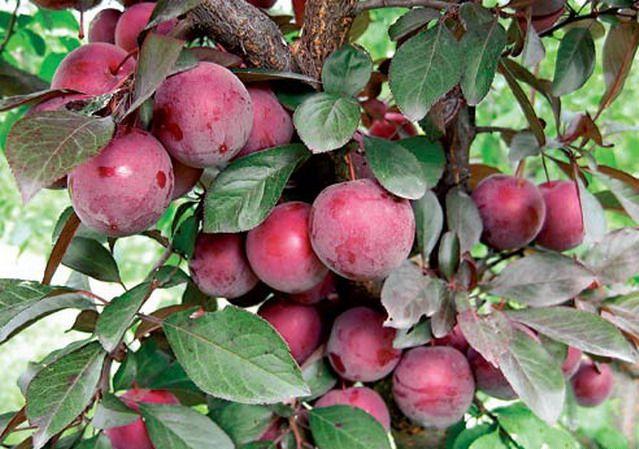 comète Kuban prune cerise