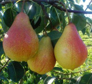 Description et caractéristiques des poires de la variété Lyubimitsa Klappa, plantation, culture et entretien