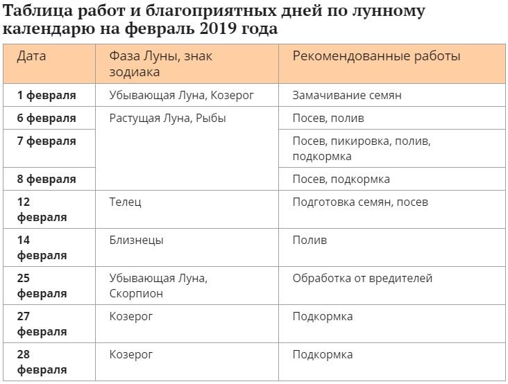 plantar tomate