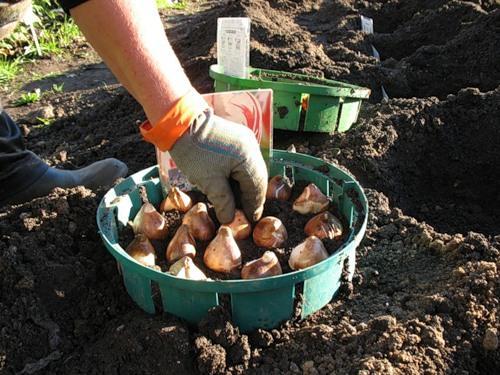 transplanting tulips