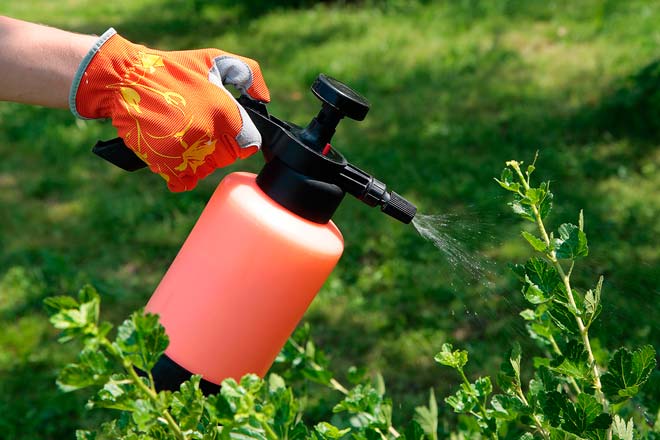 spraying currants