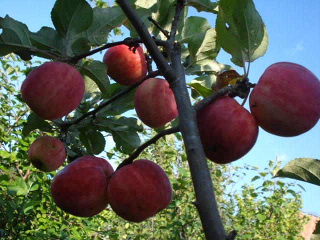 apple bugler