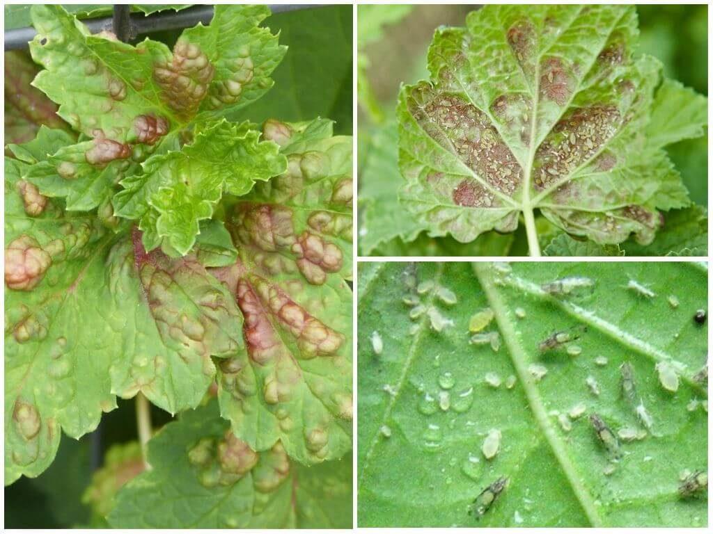 aphids on currants