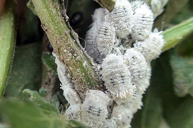 Penyakit Mealybug