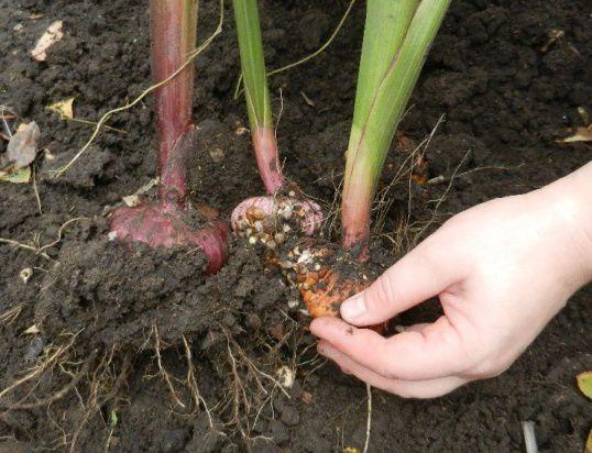 do i need to dig lilies for the winter