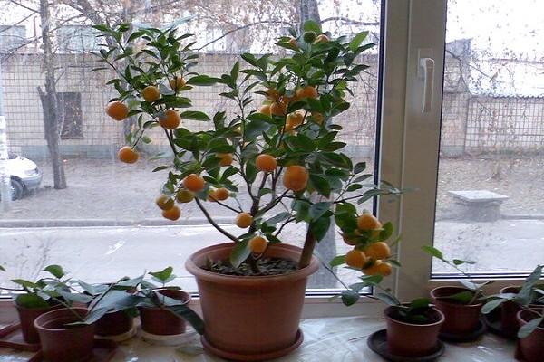 tree on the windowsill